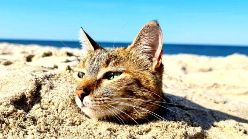 Gata na praia