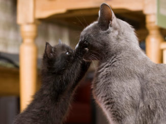 imagem de gatos brincando