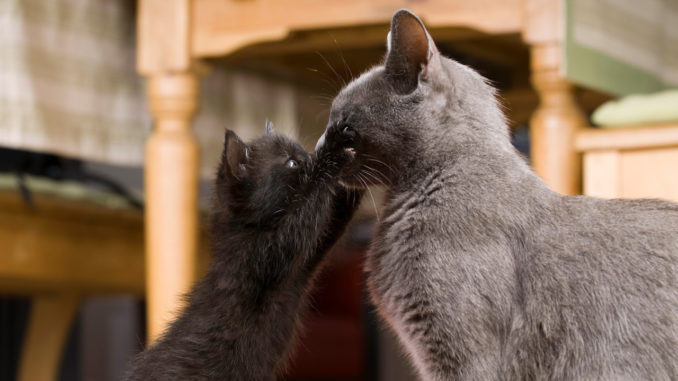 imagem de gatos brincando