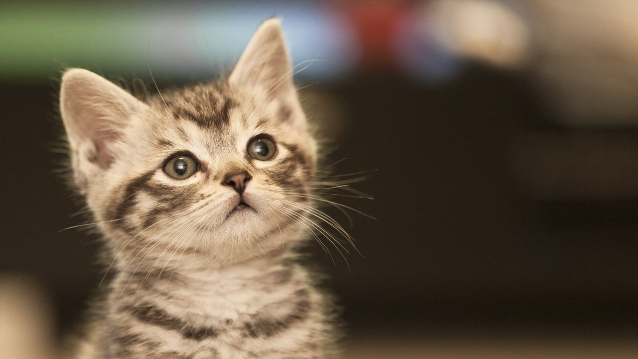 Gato, Felino, Gatinho, Kawaii, Carinhoso, Adorável, Gato branco