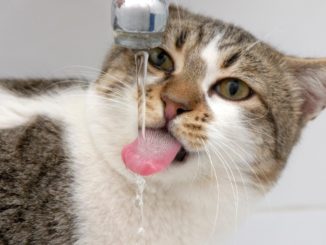Imagem de gato se hidratando