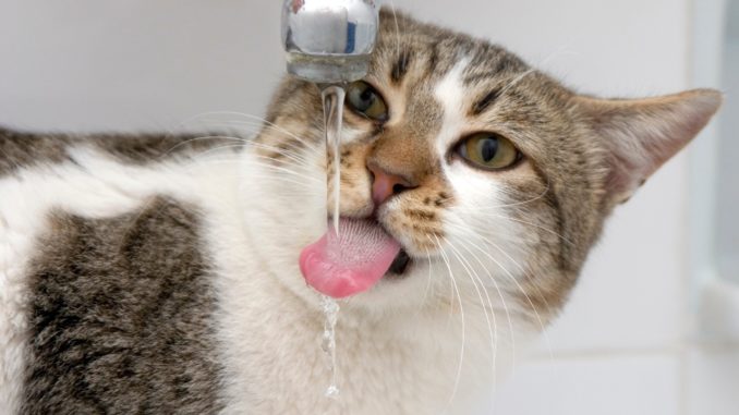 Imagem de gato se hidratando