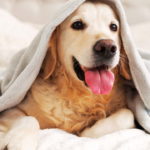 imagem de cachorro com frio