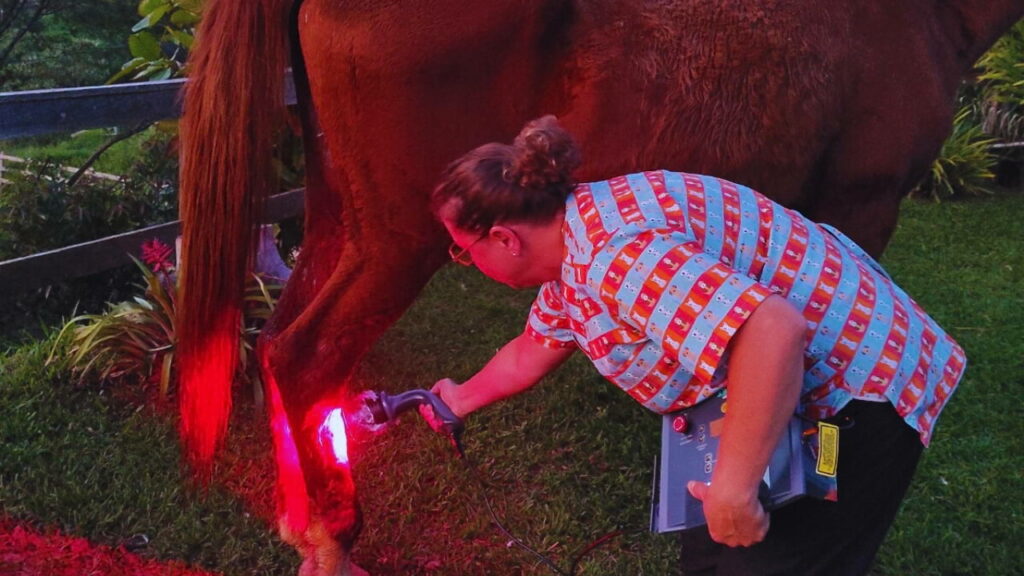 Tratamento de cavalo com fototerapia veterinária utilizando laser vermelho para lesão em membro posterior.