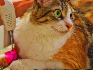 Gato recebendo tratamento de fototerapia veterinária com laser vermelho na pata para auxiliar na cicatrização e redução da dor.