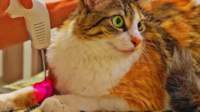 Gato recebendo tratamento de fototerapia veterinária com laser vermelho na pata para auxiliar na cicatrização e redução da dor.