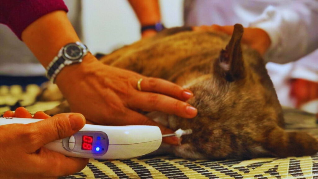 Aplicação de fototerapia veterinária com laser terapêutico em gato para estimular cicatrização e reduzir inflamação.